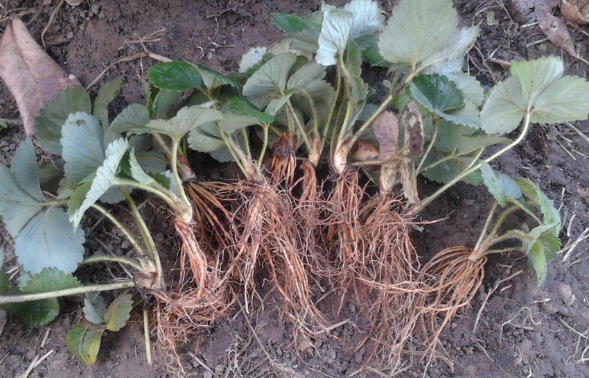 Саджанці полуниці Саджанці полуниці