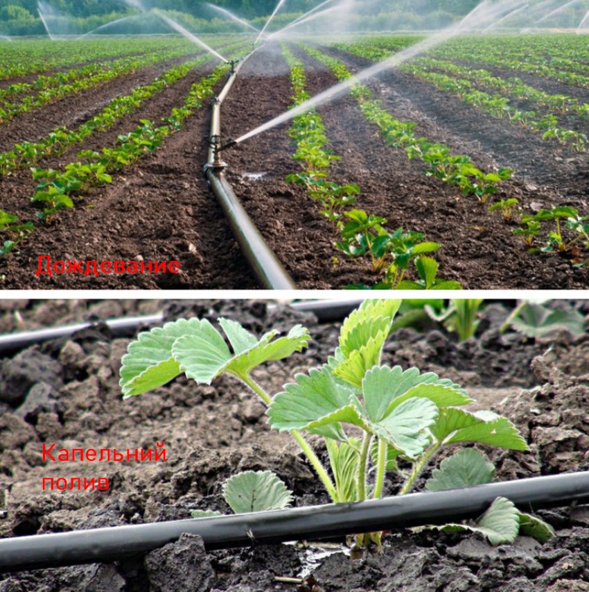 Полив полуниці Полив полуниці