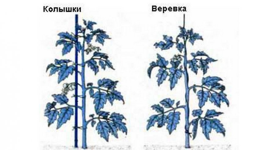 Схема индивидуальной повязки Схема индивидуальной повязки