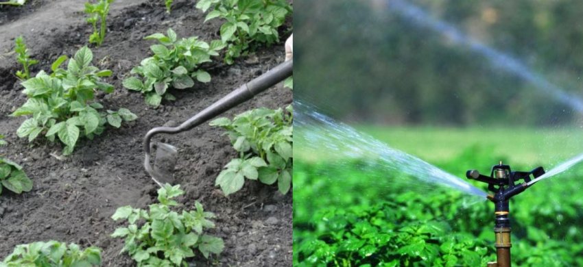 Підгортання і полив картоплі