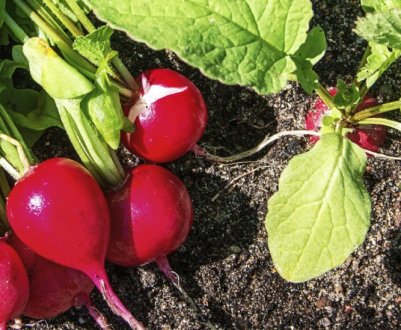 Прикормка редиски у відкритому грунті