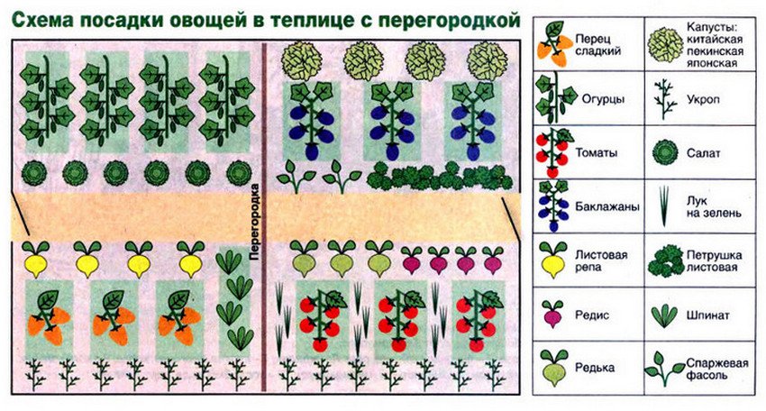 что делать чтобы в теплице не было конденсата. Смотреть фото что делать чтобы в теплице не было конденсата. Смотреть картинку что делать чтобы в теплице не было конденсата. Картинка про что делать чтобы в теплице не было конденсата. Фото что делать чтобы в теплице не было конденсата