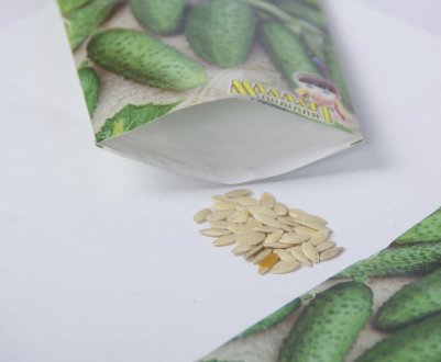 Особливості пророщування насіння огіркових