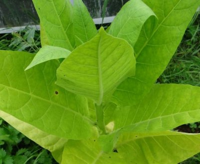 Правила вирощування тютюну Трапезонд