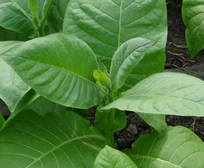 Тютюн Орієнтал: вирощування в домашніх умовах