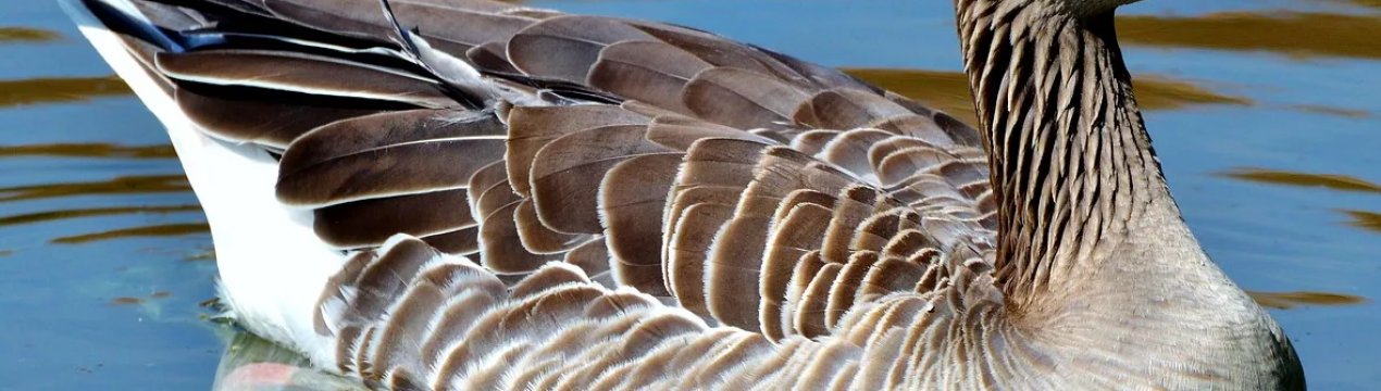 В Україні можуть зникнути унікальні породи гусей