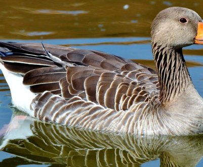 В Україні можуть зникнути унікальні породи гусей