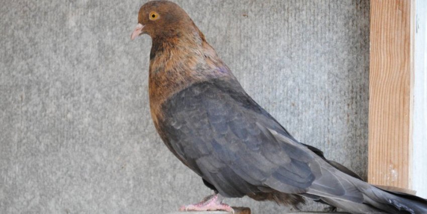 Бельгійський голуб