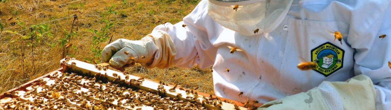 В Україні ще раз підрахували кількість пасічників