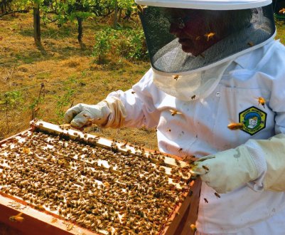 В Україні ще раз підрахували кількість пасічників