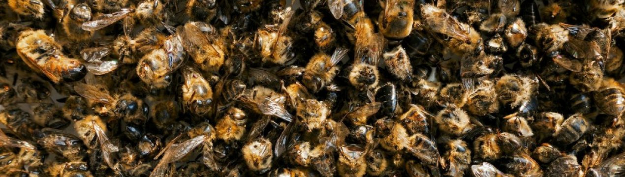 Особливості зберігання бджолиного підмору