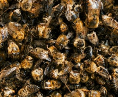 Особливості зберігання бджолиного підмору