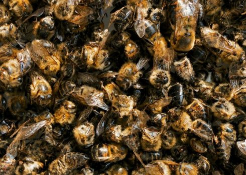 Особливості зберігання бджолиного підмору