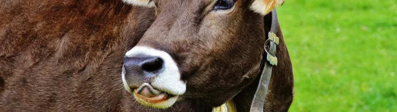 Удмуртські корівки стали давати більше молока