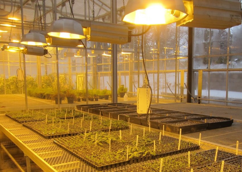 Натрієві лампи для теплиць Натрієві лампи для теплиць