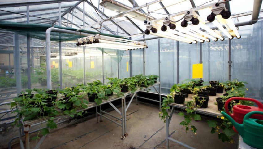 Люмінесцентні лампи для теплиці Люмінесцентні лампи для теплиці