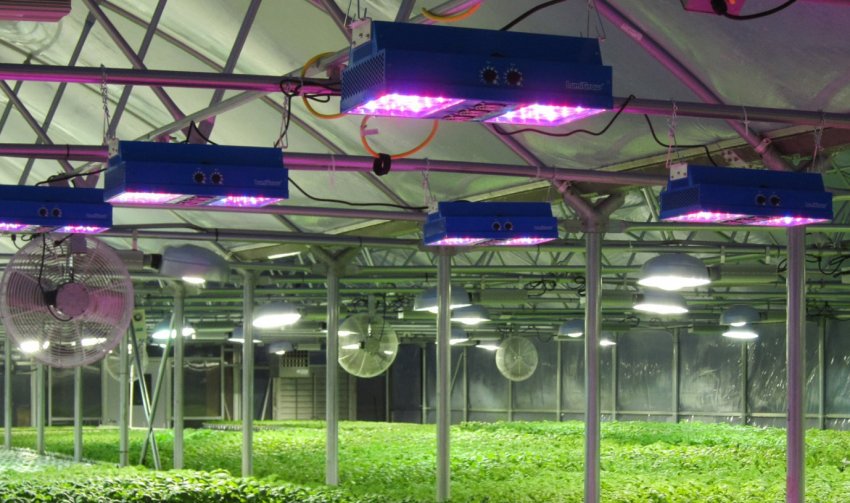 Світлодіодні лампи для теплиць Світлодіодні лампи для теплиць