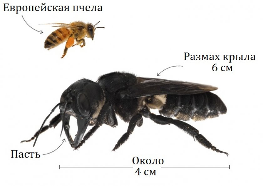 Самая большая пчела