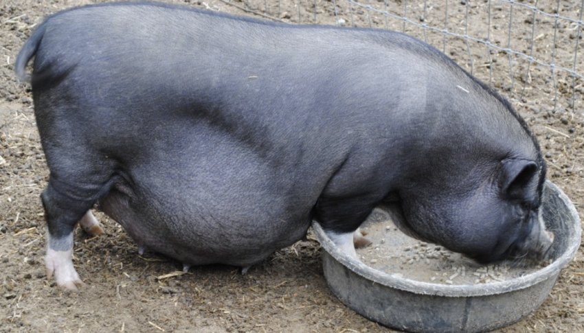 Вагітна свиня