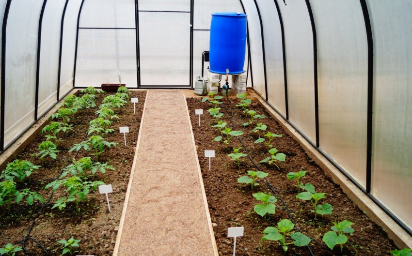 Крапельний полив у теплиці Крапельний полив у теплиці