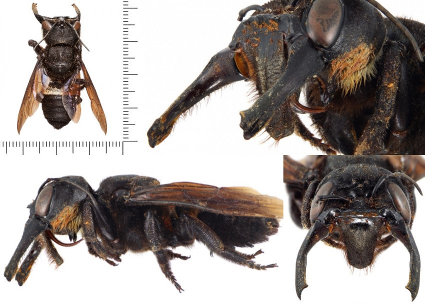 Бджола мегахила плуто