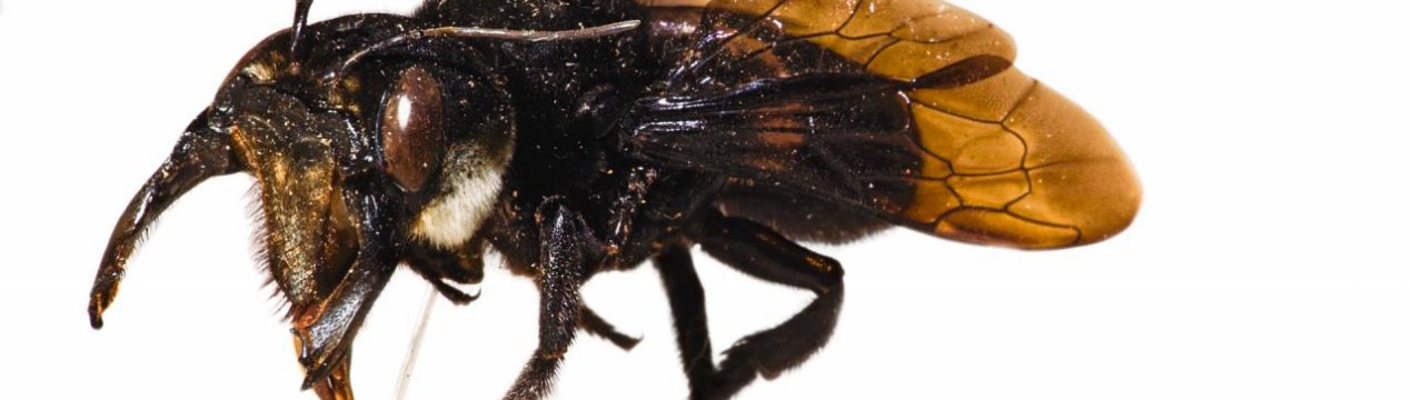 Особливості найбільшою бджоли в світі — мегахилы