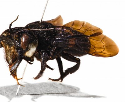 Особливості найбільшою бджоли в світі — мегахилы