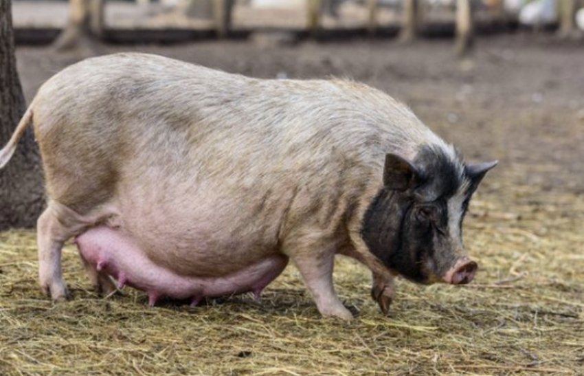 Вагітність свині