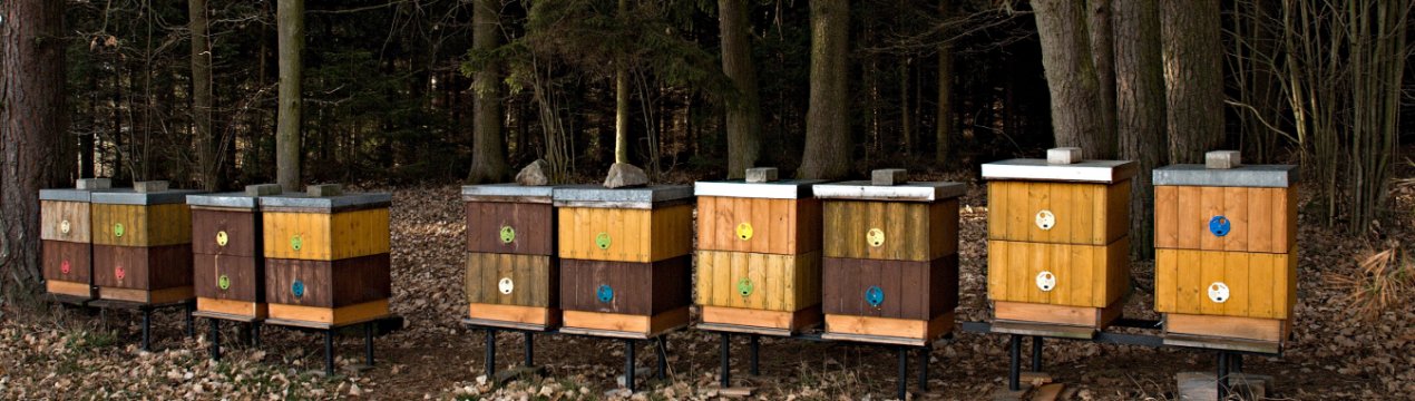 Розміщення пасіки в лісовій місцевості