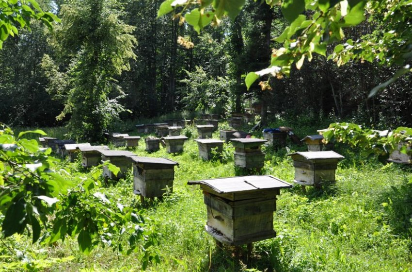 Пасіка знаходиться в лісі Пасіка знаходиться в лісі