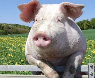 Термін вагітності свині