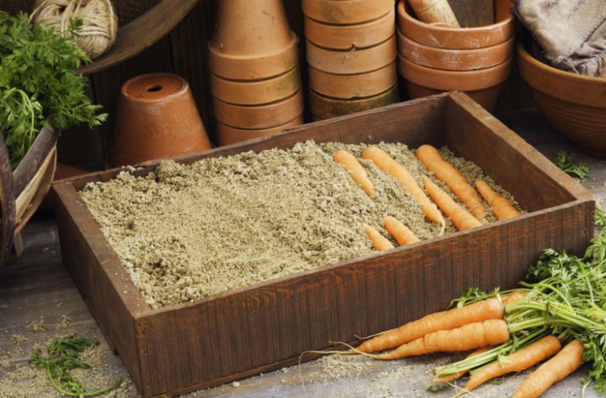 Зберігання моркви в ящиках з дерева