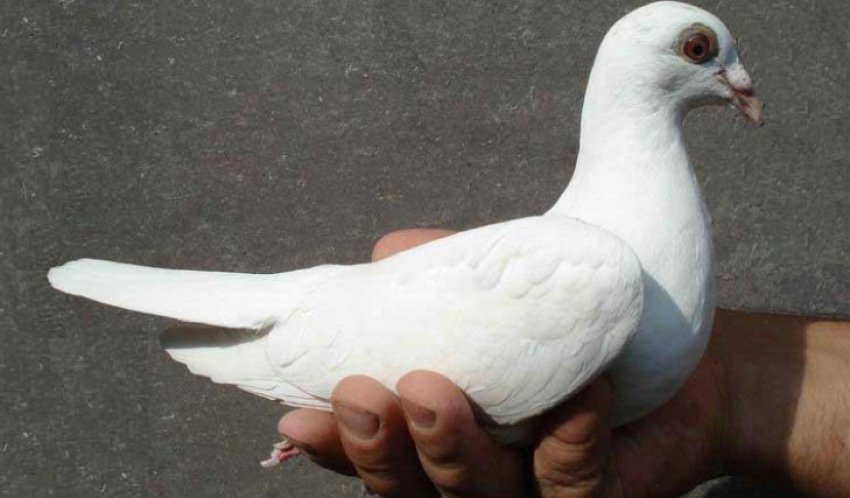 Голуб на руках
