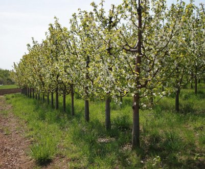 Як правильно обрізати черешню і коли