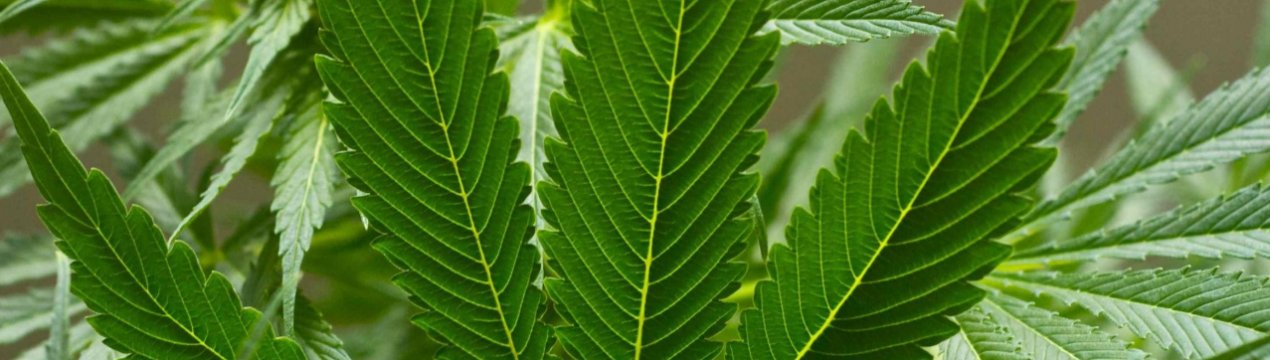 Канадський виробник канабісу значно укрупнюється