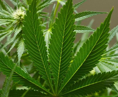 Канадський виробник канабісу значно укрупнюється