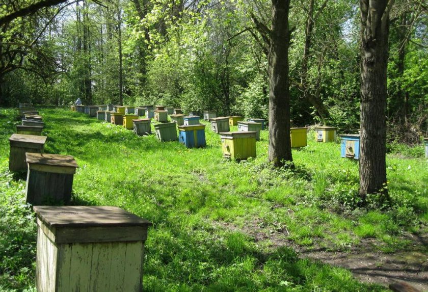 Пасека в лесу Пасека в лесу