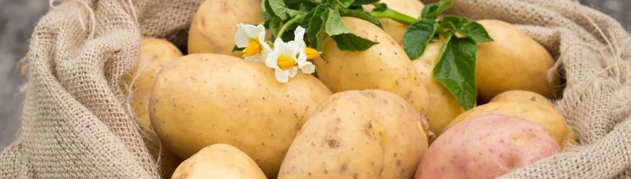 У Східній Європі відзначається зростання цін на картоплю