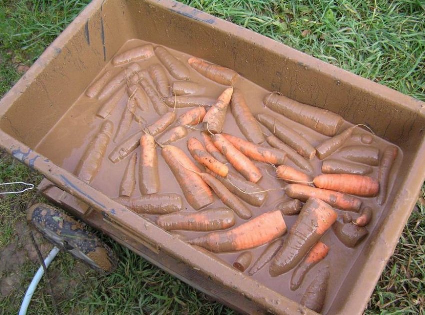 Морковь в глине