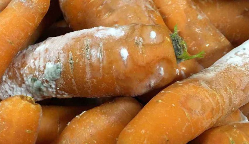 Белая гниль на моркови