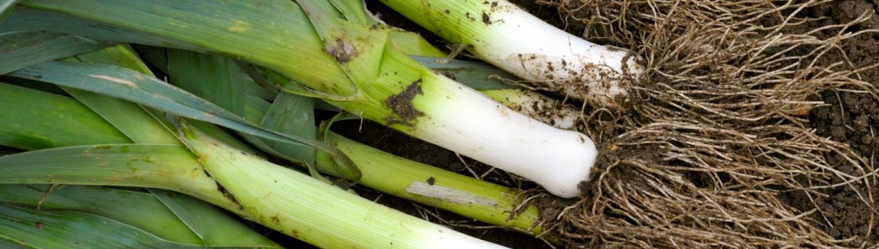 Особливості посадки цибулі-порею під зиму