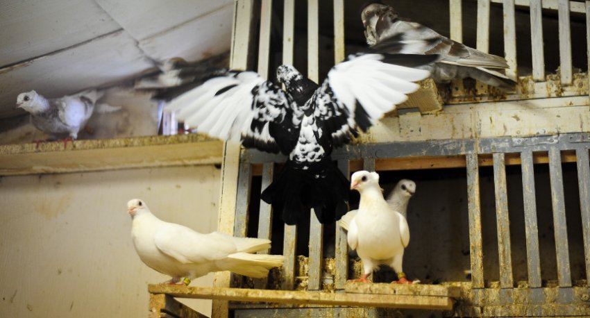 Голубівник