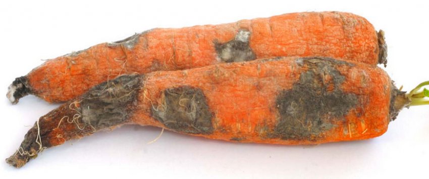Фузариозная гнил моркови