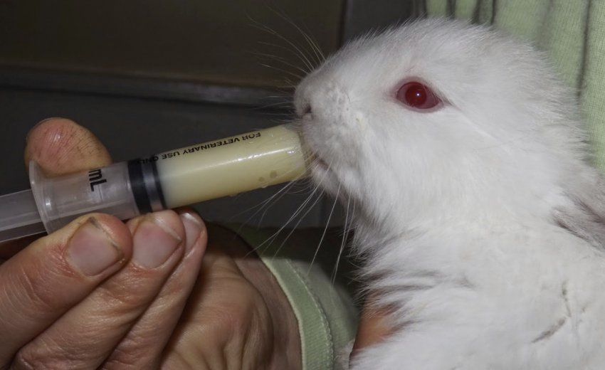 Вигодовування кроленят Вигодовування кроленят