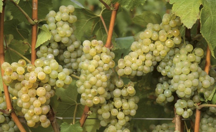 Лучшие сорта белых вин: посадка и уход