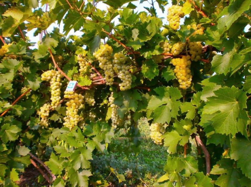 Виноград белый лучшие сорта: посадка и уход