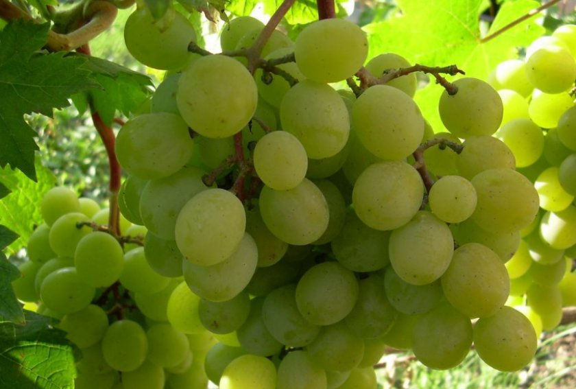 Виноград белый лучшие сорта: посадка и уход