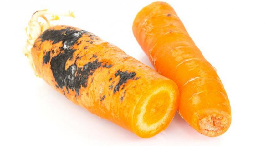 Парша на моркови