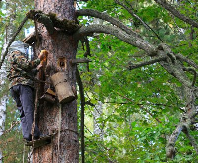 Збирання дикого меду у слов'ян
