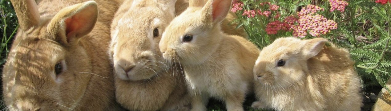 Чому кролиця розкидає кроленят одразу після окролу?